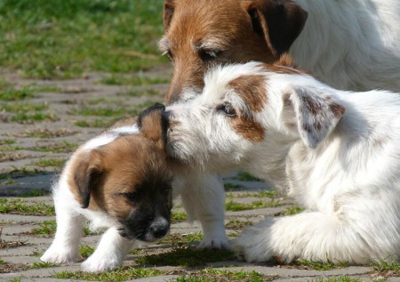 Boom Bastic e la nonna Siria danno qualche suggerimento a Camelot Cliff