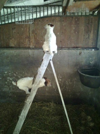 Boom Bastic e nonna Siria scalatori